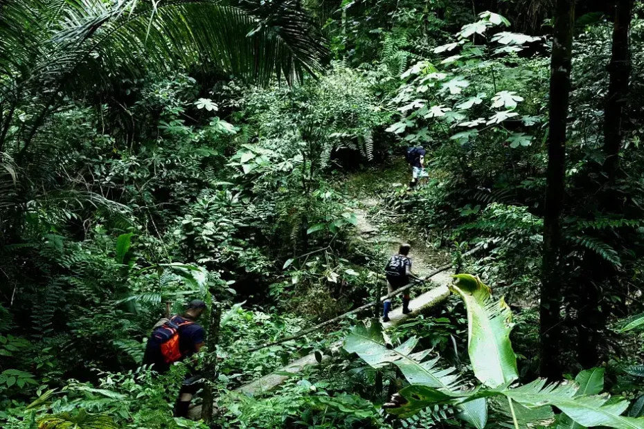 ayahuasca therapy