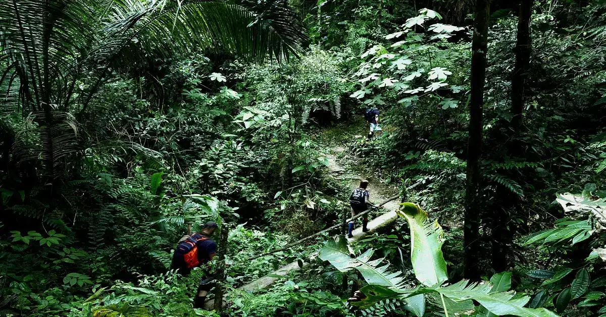 ayahuasca therapy
